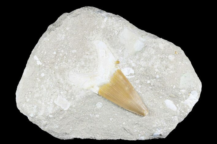 Eocene Otodus Shark Tooth Fossil in Rock - Huge Tooth! #174051